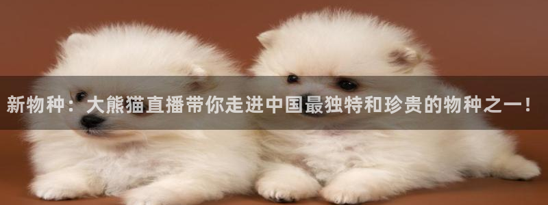 88看球直播官网nba：新物种：大熊猫直播带你走进中国最独特和珍贵的物种之一！